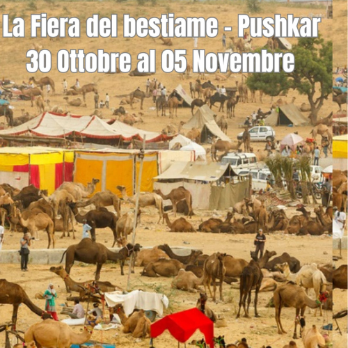 La-Fiera-di-Pushkar-09-Notti-10-Giorni